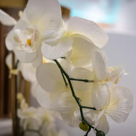 Dasto Old Town Daire